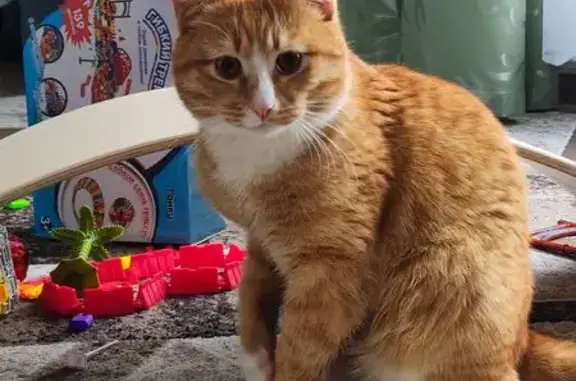 Пропал кот, улица Трубицина, 37, Михайловск - рыже-белый метис - photo