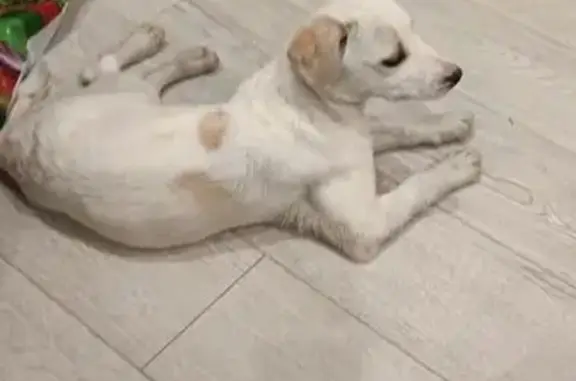 Найдена собака, 132С17, Белово...