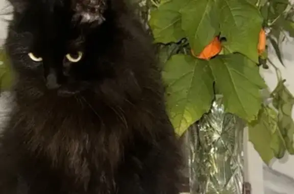 Пропала кошка, женский пол, улица Паршина, 21 к2, Москва - чёрная и пушистая - photo