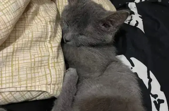 Пропала кошка, улица Советской Армии, 163А, Барнаул - photo