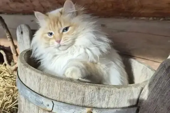 Кошки потеряшки, Раменский, фото: Потеряшка кошка, Раменская улица, Раменский - Священная бирма, окрас колор поинт