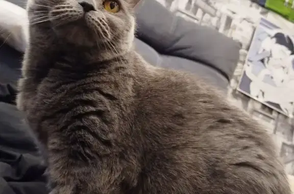 Пропала кошка, Совхозная улица, 3, Битимка - британка голубая - photo