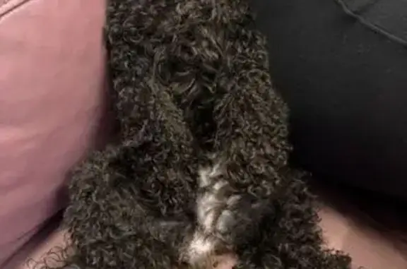 Пропала собака, улица Рождественская Набережная, 37, Краснодар - той пудель черного цвета - photo