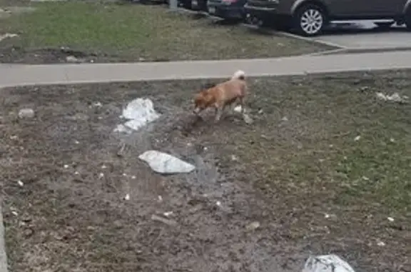 Найдена собака, Москва, фото: Найден рыжий пёс, улица Мусы Джалиля, Москва