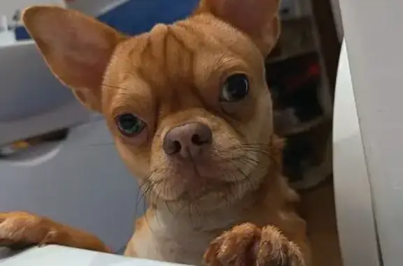 Пропал собака, Ново-Садовая улица, 204, Самара - цвет Ибабеловский - photo