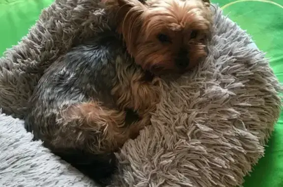 Пропал собака, улица Крупской, 6, Геленджик - дефект челюсти - photo