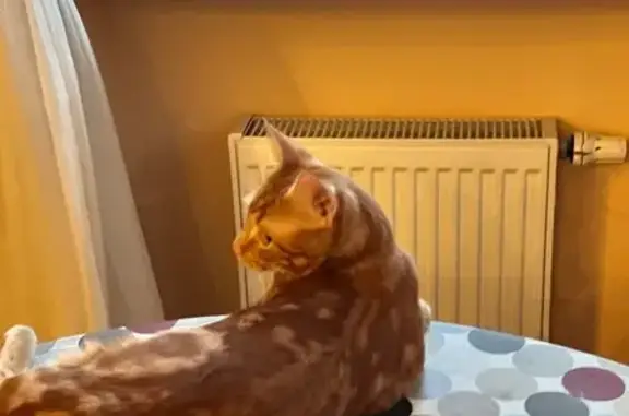 Пропал кот, Красногорское шоссе, Знаменское - рыжий полосатый, почти один год - photo