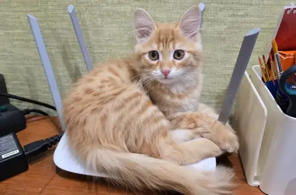 Пропал кот, улица Свердлова, Ярославль - рыжий в полоску, глаза жёлтые - photo