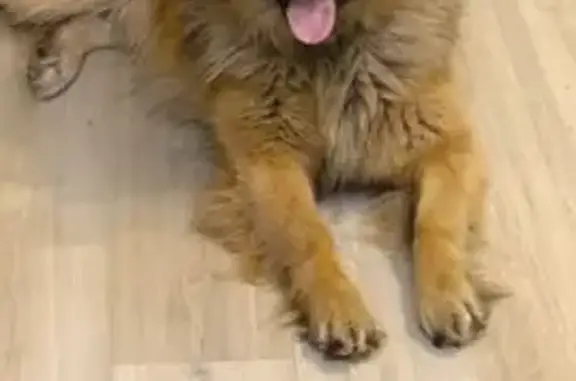 Пропал собака, Кулаево, Татарстан - крупный метис овчарки - photo