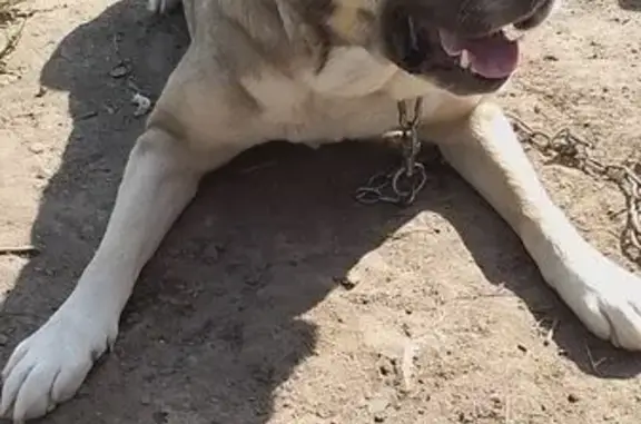 Пропала собака, женский, улица Слепнёва, Ярославль - серо-коричневый, вероятно, с ошейником - photo