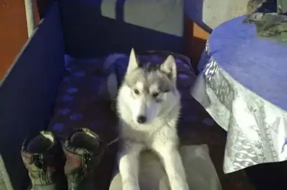 Пропал собака, Котово, Белгородская область - серый с белым, зелёный ошейник - photo