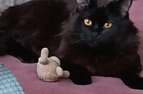 Пропала кошка, улица Юлиуса Фучика, 2/1, Балашиха - черный, пушистый, желтоглазый - photo