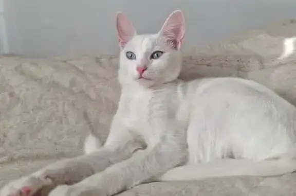 Кошки потеряшки, Жуковский, фото: Потеряшка кошка, улица Мясищева, 10, Жуковский - белая, очень маленькая