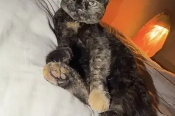 Пропала кошка, улица Пчеловодов, 13А, Красная Поляна - трехцветная и ласковая - photo