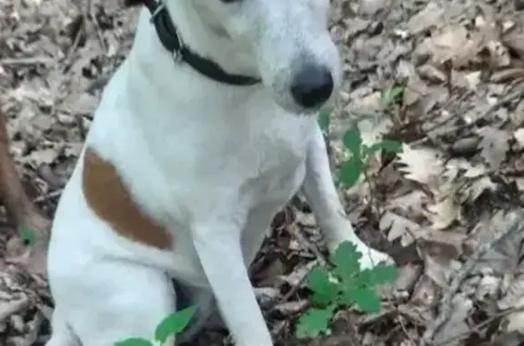 Пропала собака, улица Дмитриевская Дамба, Краснодар - белая с рыжими пятнами - photo