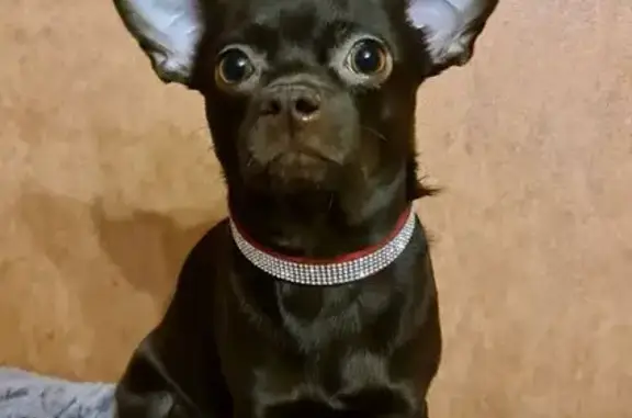 Пропал собака, улица Победы, 17 к1, Электросталь - photo