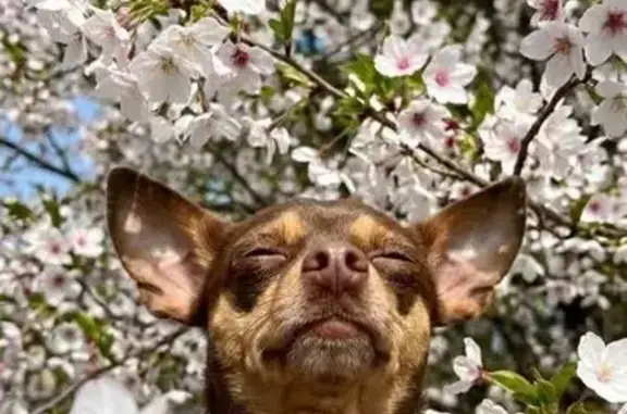 Пропала собака, Садовая улица, 1, Шахты - той-терьер Джози - photo