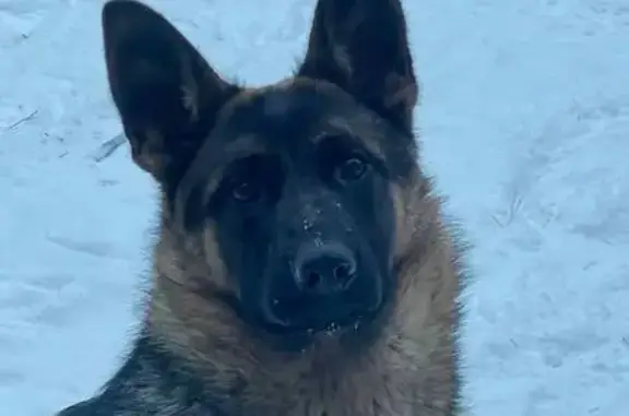 Пропала собака, Барнаул, Алтайский край - хвост большой и пушистый - photo