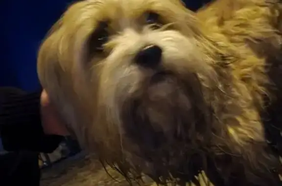 Найдена собака, Екатеринбург, фото: Найдена собака, переулок Осоавиахима, 100, Екатеринбург - боится машин, бегает за людьми