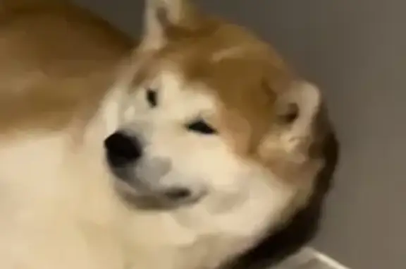 Пропал собака, улица Козицкого, 6, Нижний Новгород - рыжий акита-ину в яркой шлейке - photo