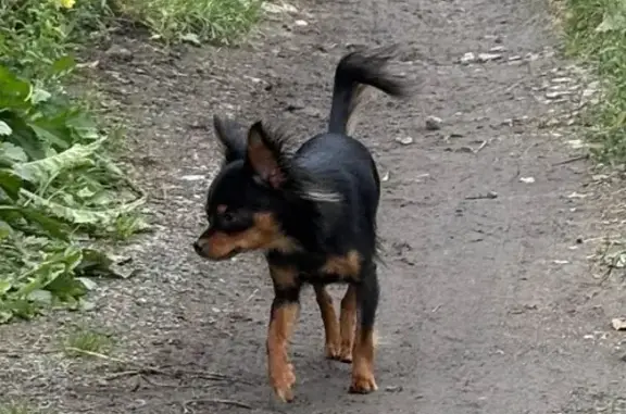 Пропала собака, женский пол, улица Колонцова, Мытищи - черно подпалый окрас, порода русский той - photo