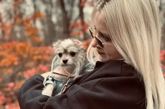 Пропал собака, мужской, Чистопольская улица, 9, Ростов-на-Дону - серый окрас с рыжим, в серой курточке - photo