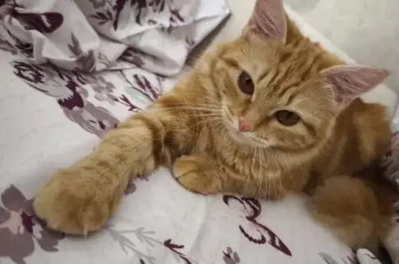 Пропала кошка, Центральная улица, 4А, городской округ Батайск - рыжая, пушистая - photo