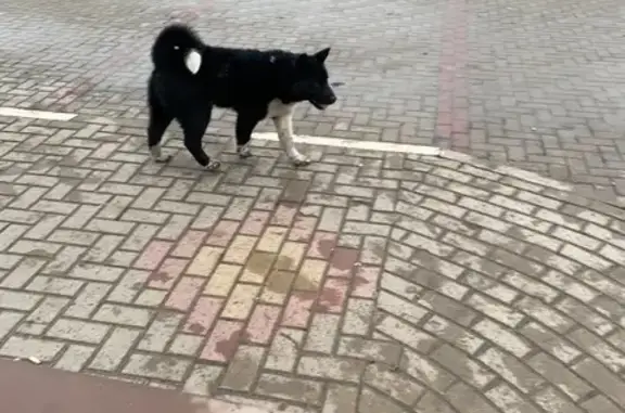 Найдена собака, Репное, фото: Найден собака, Живописная улица, Репное - акита чёрный с белой грудью