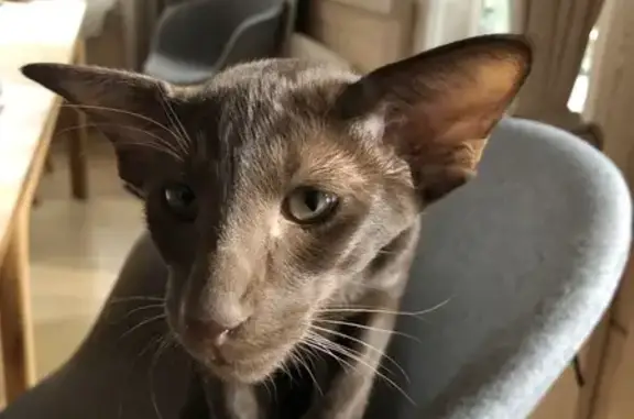 Пропала кошка, Приморское шоссе, Зеленогорск - темно коричневая ориентальная порода - photo