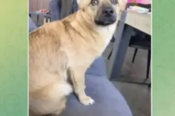 Пропала собака, проезд № 4806, 7 с1, Зеленоград - песочного окраса с белым пятном - photo