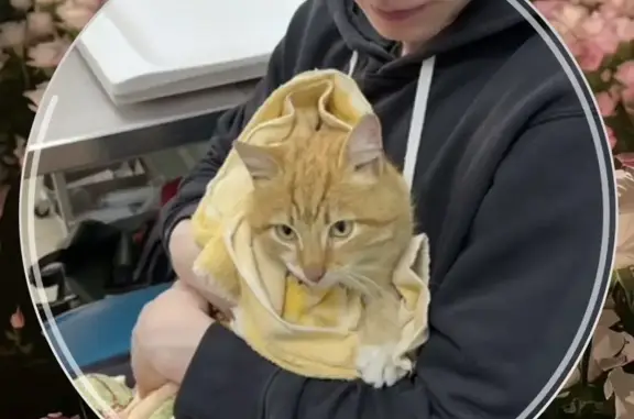 Пропал кот, Советская улица, Рощино - перевязана лапка - photo