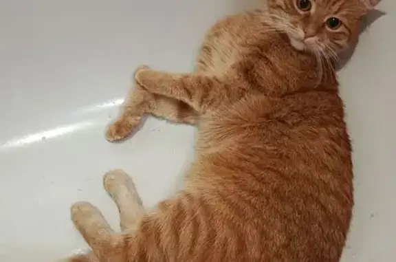 Пропал кот, Автозаводская улица, 93, Ярославль - рыжий, боится громких звуков - photo