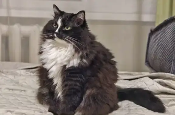 Пропала кошка, улица Клары Цеткин, 21А, Пермь - чёрная с белыми лапками - photo