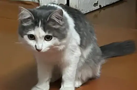 Найденные животные Воронеж, фото: Найдена кошка, бульвар Пионеров, Воронеж - котенок 3-4 месяца