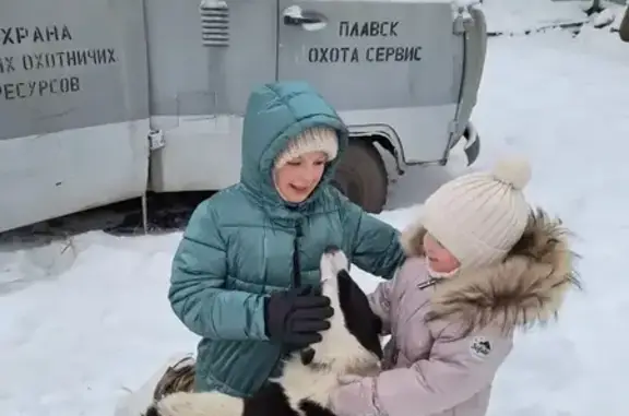 Пропала собака, Пригородное сельское поселение, Пригородное - белая с черными пятнами лайка - photo
