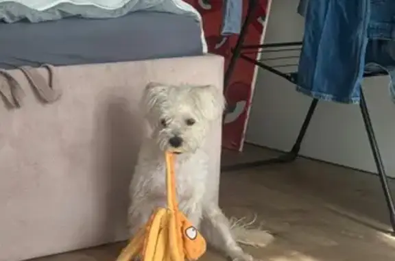 Мальтипу кобель кремового окраса Был в коричневой шлейке Пугливый В 17:40 по камерам был замечен на поморской лице побежал в сторону станции Дегунино Перебежал пути на другую сторону В 18:30 был замечен по камерам с людьми на противоположной стороне