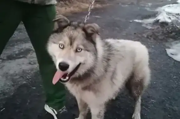 Найдена собака, Курган, фото: Найден собака, микрорайон Глинки, Курган - хаски, молоденький песик