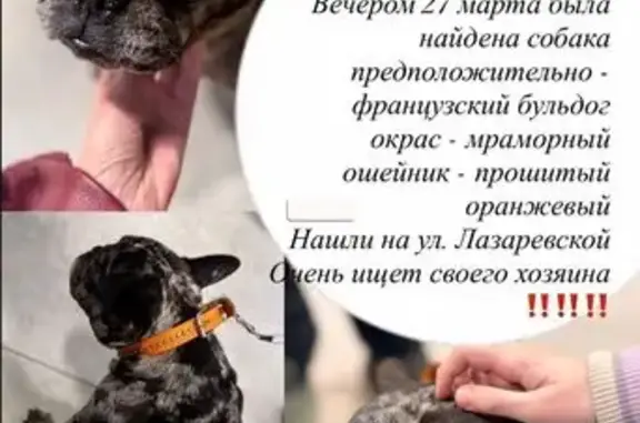 Найдена собака, Ростов-на-Дону, фото: Найдена собака, Лазаревская улица, 5, Ростов-на-Дону - французский бульдог, девочка
