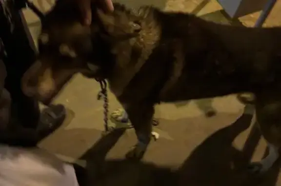 Найденные животные Тверь, фото: Найден собака, Октябрьский проспект, городской округ Тверь - с ошейником, помесь лайки