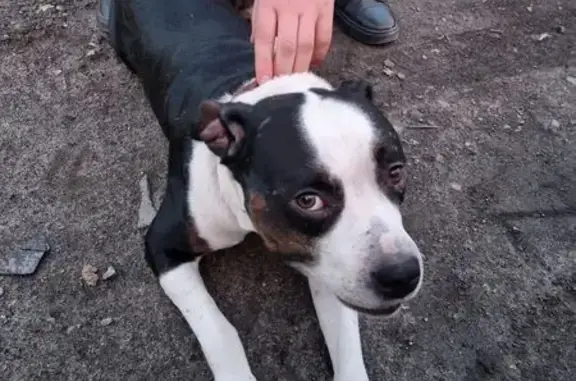 Найдена собака, Ростов-на-Дону, фото: Найден собака, улица Текучёва, 237, Ростов-на-Дону - стаффорд с коричневым поводком