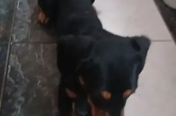 Объявления о пропавших и найденных животных, Вологда, фото: Найден собака, Вологда, Вологодская область - кобель в чёрно-голубом ошейнике