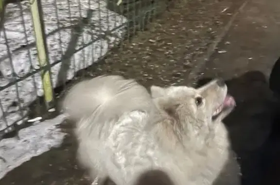 Найдена собака, Тула, фото: Найден собака, улица Калинина, 79Б, Тула - напоминает породу самоед