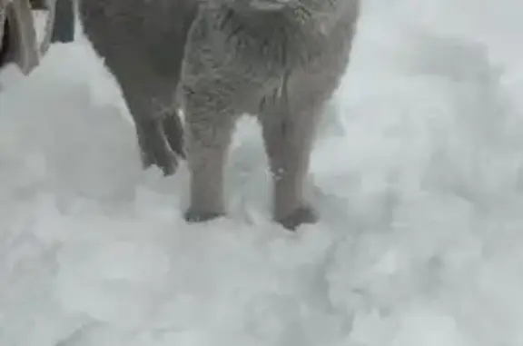 Пропал кот, улица Победы, 37, городской округ Бузулук - серый окрас, спокойный - photo