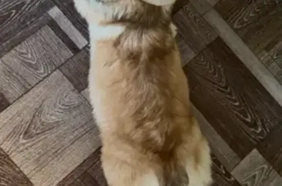 Пропал собака, улица Ленина, 198, Абинск - стандартный окрас корги - photo