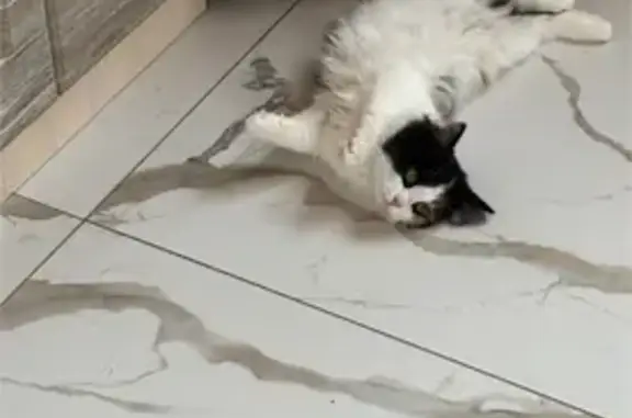 Пропала кошка, ул. Челюскинцев, 11, Асбест - трехшерстная, напугана - photo