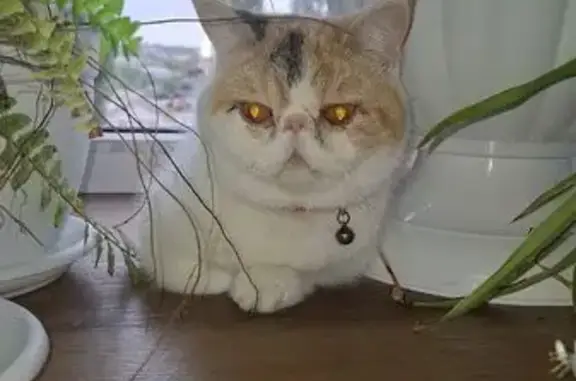 Пропала кошка, Солнечная улица, 26А, Новая Усмань - бело-рыжий окрас, красный ошейник - photo