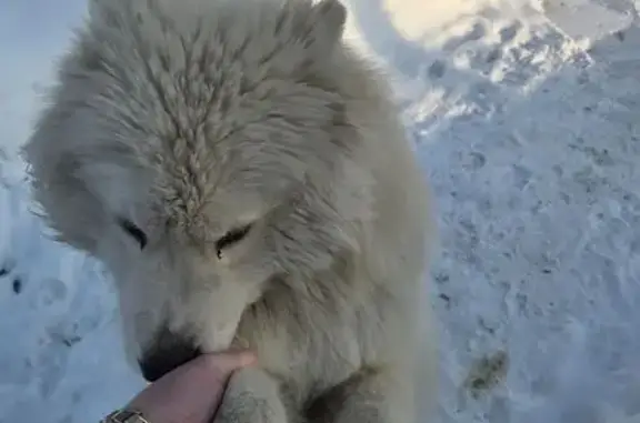 Пропала собака, Замочная улица, Тула - photo