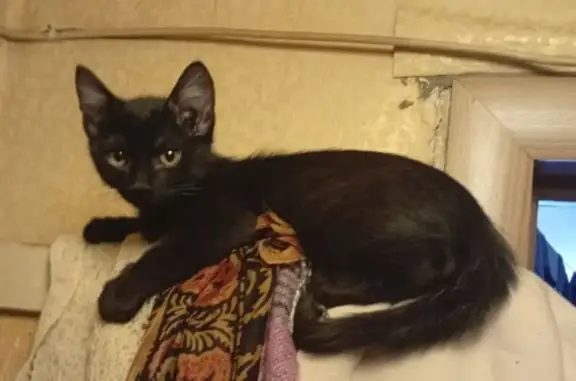 Пропал кот, улица Вагнера, 86Б, Челябинск - чёрный с белыми отметинами - photo