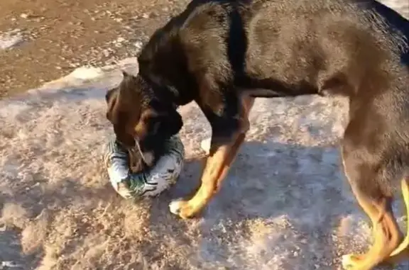 Найденные животные Москва, фото: Найдена собака, Зеленодольская улица, 11, Москва - черный окрас с рыжими подпалинами