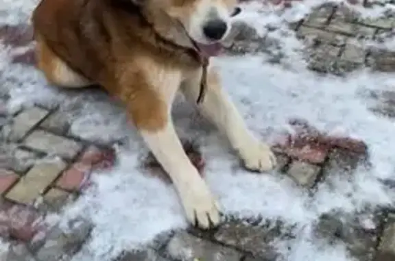 Пропал собака, мужской, Татарский переулок, 3, Ярославль - порода алабай - photo